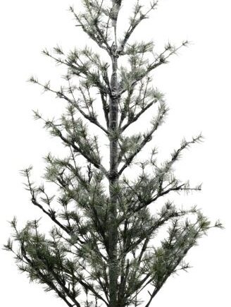 Juletræ House Doctor    150 Led Lights 180 Cm Naturtro Kunstigt Med 150 Led