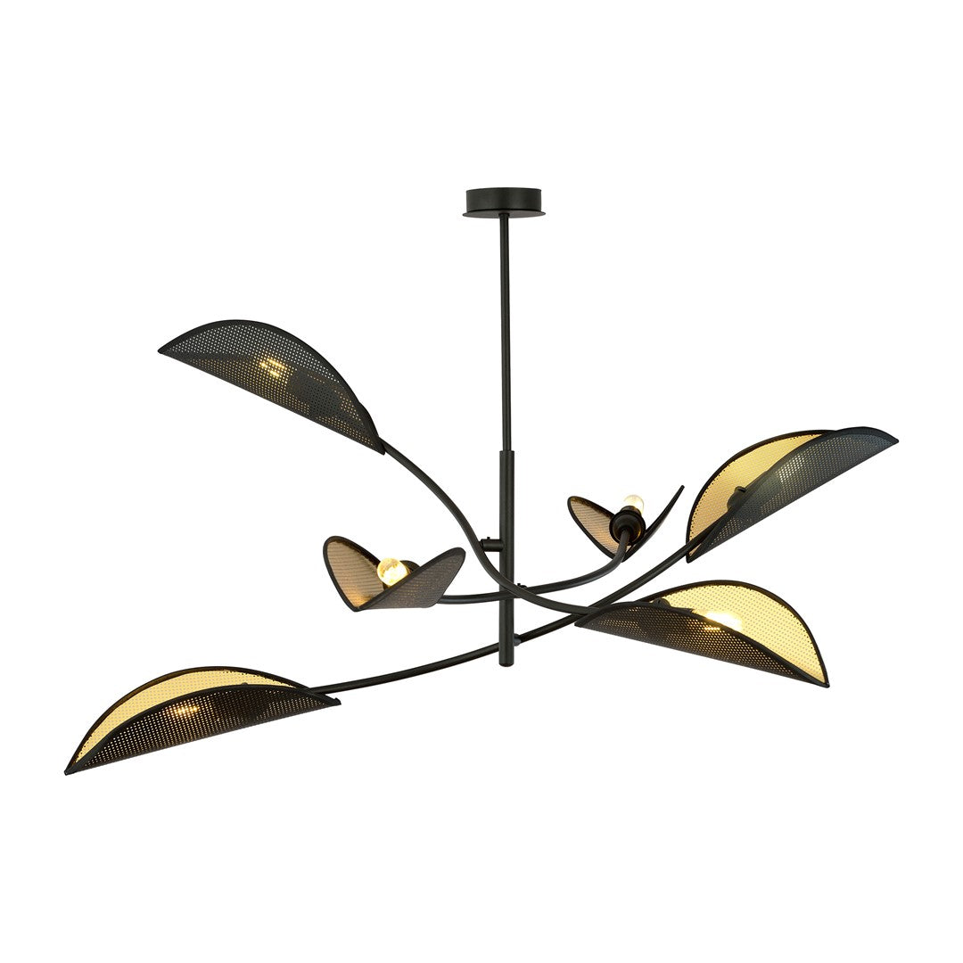 Lotus   Black Gold